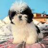 Female shih tzu puppy