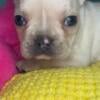 Akc French Bulldog cream male boy puppy 