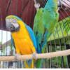 Macaw parrot "Pair"