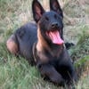 AKC Dark Sable Belgian Malinois Female Puppy