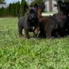 Dutch KNPV Working Line Puppies