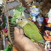 GCC Conure babies