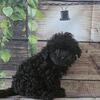 Health Certified Cockapoo Puppies!
