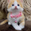 BEAUTIFUL KITTENS