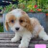 sweet Cavachon puppies