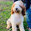 Red and white mini goldendoodle STUD services