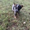 Blue and red heeler puppies