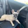 Akc Female frenchie PET Only