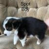 AKC Pembroke Welsh Corgi