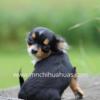 AKC Teacup chihuahua maturing under 3lbs