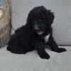 Doty Love F2 Standard Goldendoodle