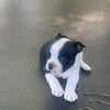 AKC male and female Boston terrier puppies