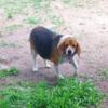 Rescued Beagle and Bassett hound mix estimated at 9 yrs old. Housebroken and leash trained. Very good dog.
