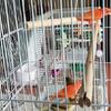 RED FACTOR CANARIES