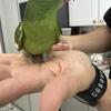 Canary wing