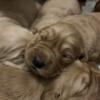 Golden retriever puppies ready for forever home 4/1/2024