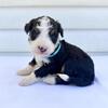 Standard F1B Reverse Bernedoodle Puppies