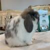 Purebred holland lop young girl