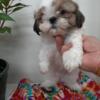 Shih Tzu male puppy red and white with black marking