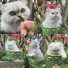 Silver shaded and silver chinchilla cfa reg. Persians