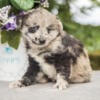 Lovable Shiba Poo Mix Puppies