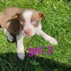 Border heeler hybrids 