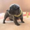 Fluffy French Bulldog puppies