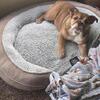Female English bulldog