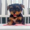 Akc Yorkie Rusty Male