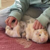 2 Guinea Pigs that needs rehoming.