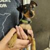 AKC Miniature Pinscher puppies