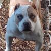 BULLY FEMALE/SHEMALE  UKC