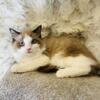 Ragdoll kittens * purebred*