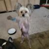 CHINESE CRESTED HAIRY HAIRLESS