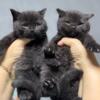 BRITISHKIT-N-CAT British SH Black Males are available for reservation