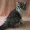 CDS-Exotics.com