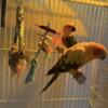 Sun Conure Breeding Pair