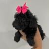 Male and Females Miniature Poodles