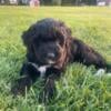 female Golden Bernedoodle  puppy