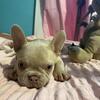FEMALE FRENCHY MUST SELL