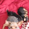 Yorkie