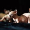 Male Sphynx Kitten - AVAILABLE - Hairless Sphynx Elf Bambino & Dwelf Kittens - SphynxKing.Com