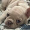 French bulldog bellos peludos y merles