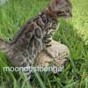 Bengal kittens for sale in florida