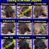 AKC registered Lab Puppies