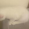 TICA registered highlander kitten