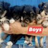 AKC Mini Schnauzer puppies Available Fort Wayne IN.