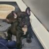 6 playful and healthy frenchie puppies