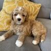 Mini English Goldendoodles