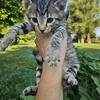 F5 Savannah Kittens